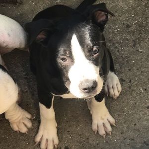 Meet your Posher, Ada